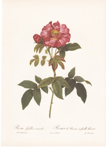 Vintage Pierre-Joseph Redoute roses and flowers